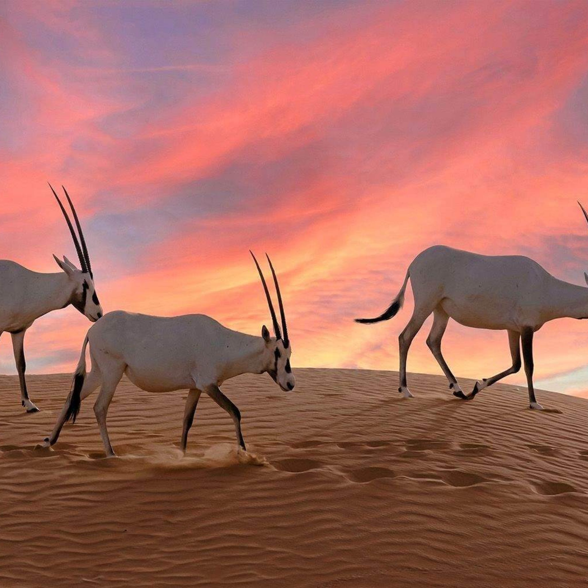 Why Choose True Oman Tour