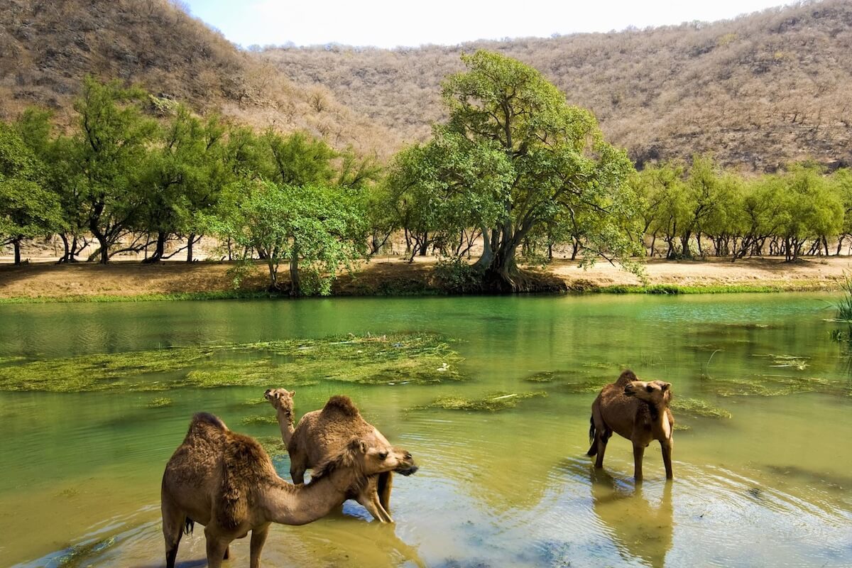 Salalah-Must-Visit Tourist Attractions in Oman