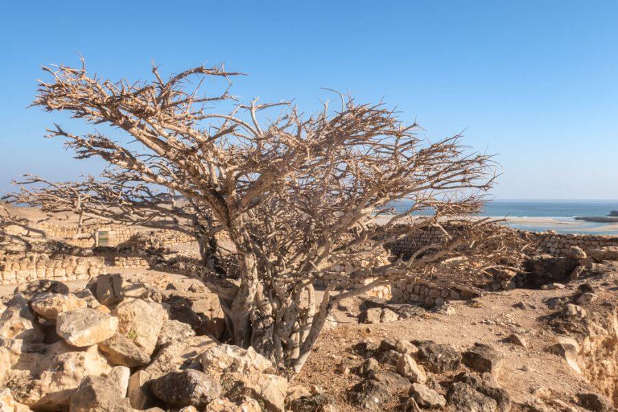 the Land of Frankincens - Essence of Oman Cultural Heritage